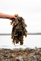 ishga Seaweed Bath for Relaxation & Skin Nourishment | Doctor Seaweed