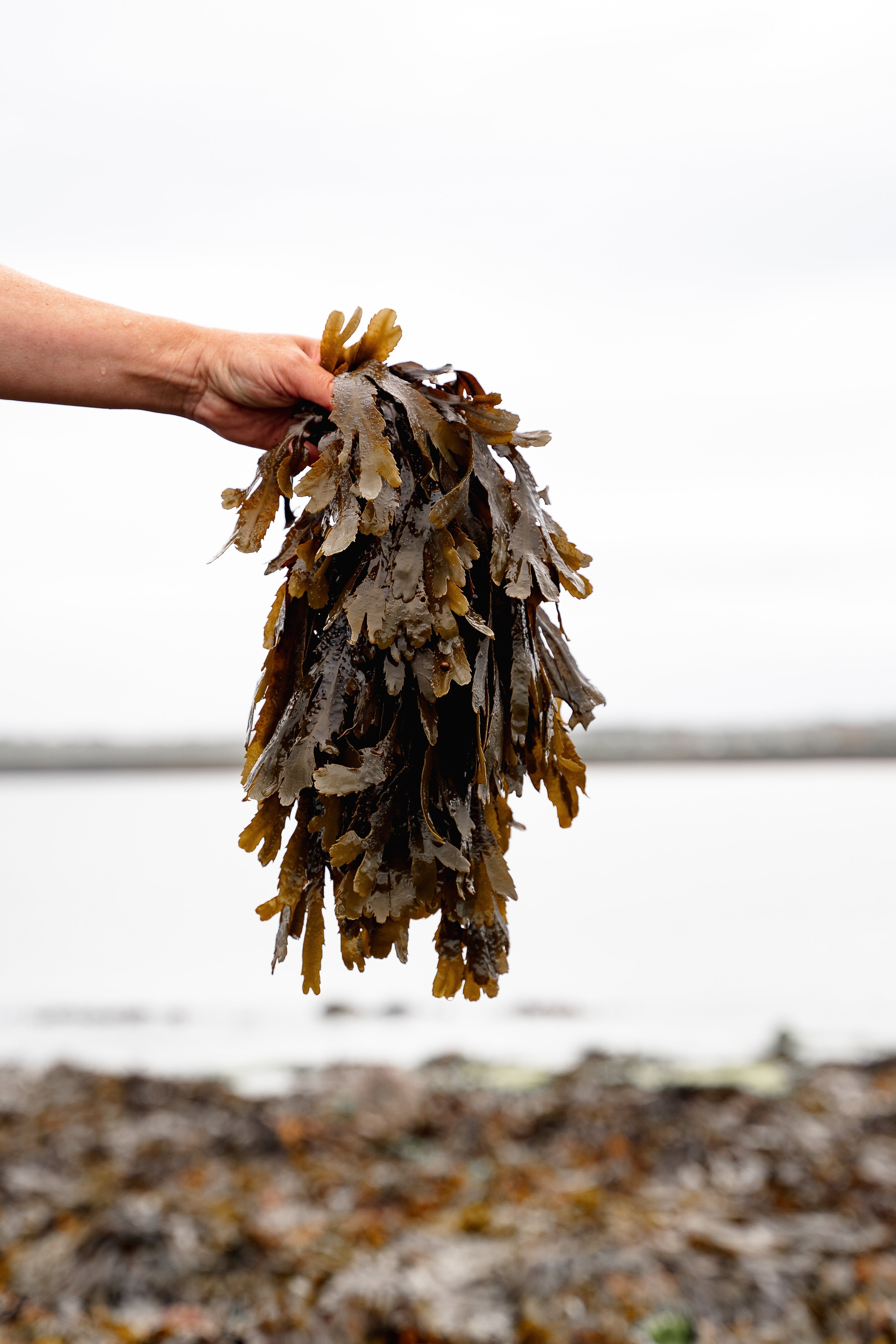 ishga Seaweed Bath for Relaxation & Skin Nourishment | Doctor Seaweed