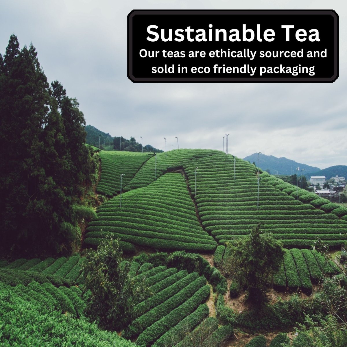 Camellios The Finest Luxury Tea Collection